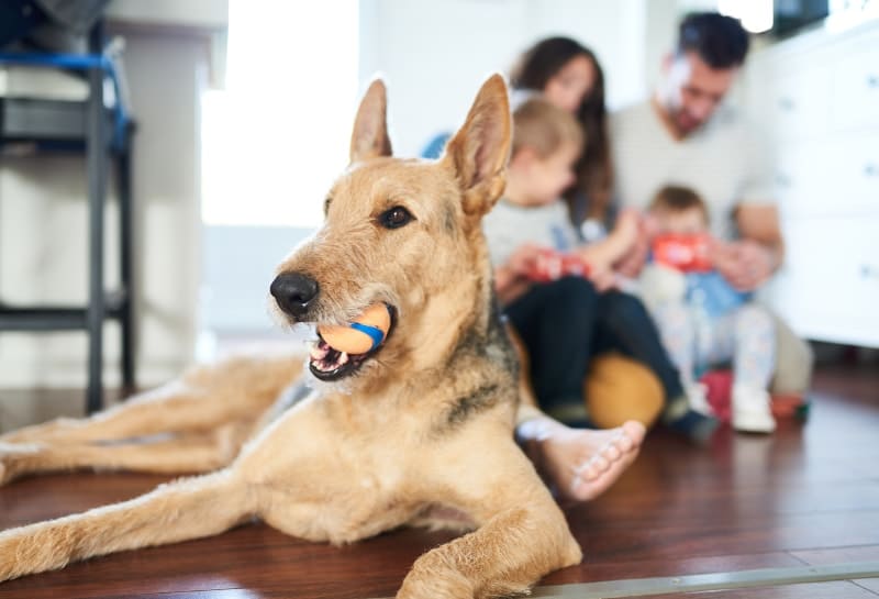 Can Your Pets Impact Indoor Air Quality in Palatine, IL?