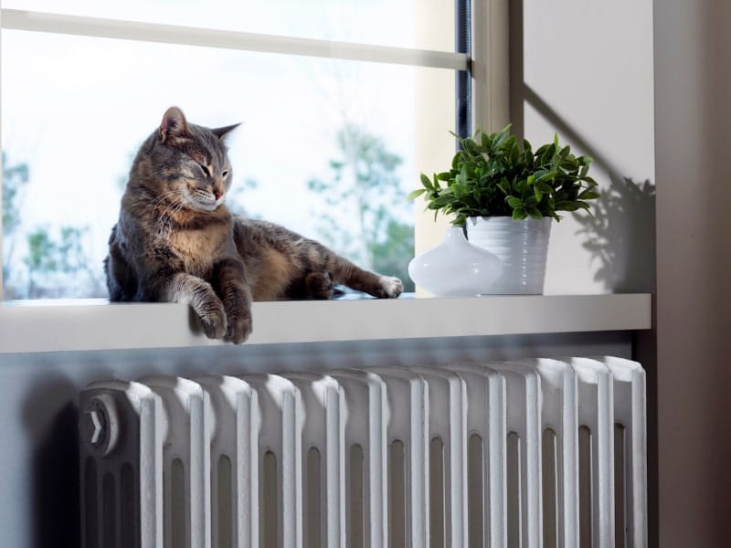 How Do Pets Impact Indoor Air Quality (IAQ) in Lake Zurich, IL?